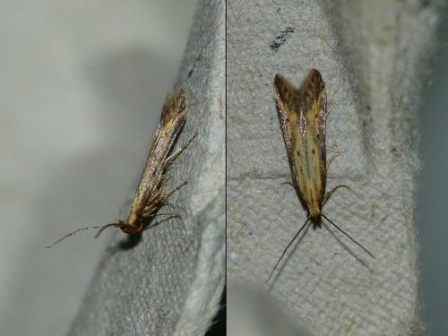 Réf. 244 958 : Metzneria sp.